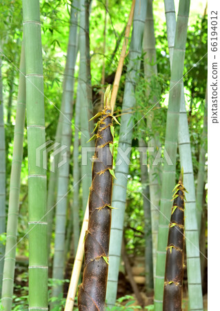 Grown bamboo shoots Grown bamboo shoots 66194012