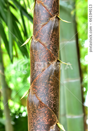 Grown bamboo shoots Grown bamboo shoots 66194013