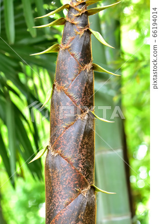 Grown bamboo shoots Grown bamboo shoots 66194014