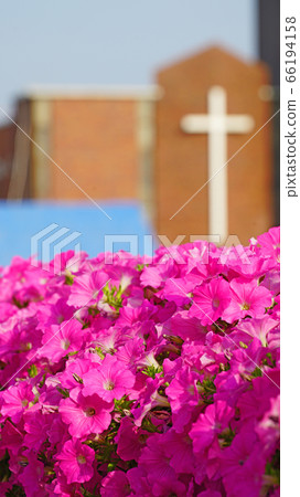 Petunia and the faintly visible cross Petunia and the faintly visible cross 66194158