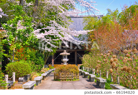 北山，仙台市，臨濟宗福寺，繡球寺的春天 66194820