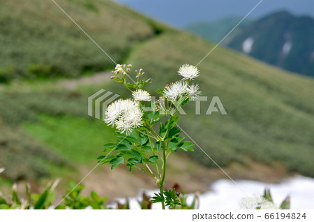 Gassan larch Gassan larch 66194824