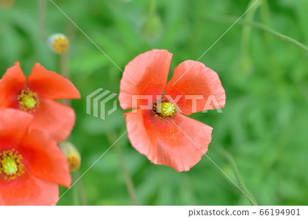 Orange pretty flower nagami poppy 66194901