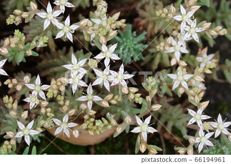 白柑橘類作物（多年生）白柑橘類作物（多年生白花） 66194961