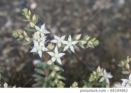 白柑橘類作物（多年生）白柑橘類作物（多年生白花） 66194962