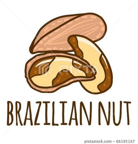 Brazilian nut icon, hand drawn style Brazilian nut icon, hand drawn style 66195187