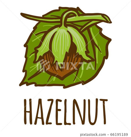 Hazelnut icon, hand drawn style Hazelnut icon, hand drawn style 66195189