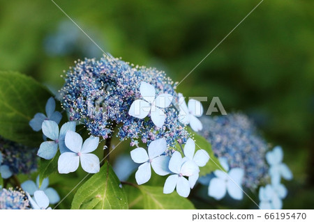 Yama Asiai (Yama Hydrangea), which has begun to bloom this year Yama Asiai (Yama Hydrangea), which has begun to bloom this year 66195470