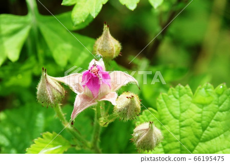 不開花的Nawashiro草莓（Naedai草莓） 66195475