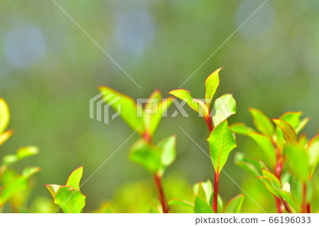 The new shoot has a red stem and rhomboid leaves. The new shoot has a red stem and rhomboid leaves. 66196033