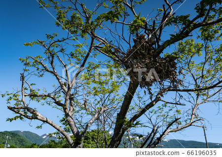 栗駒山和栗樹製成的熊架子 66196035