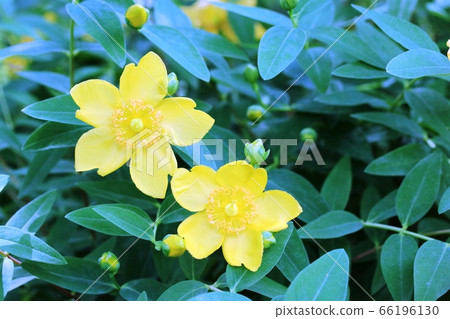 金絲桃屬植物Hyd大衣（西方金線梅）已經開始開花！ 66196130