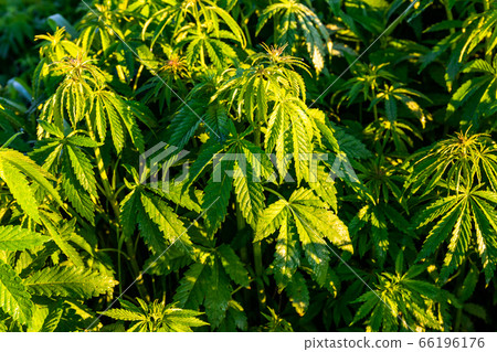 Green bushes of marijuana. Close up view of a marijuana cannabis bud. 66196176