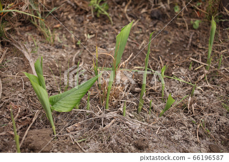 Turmeric leaf in june Turmeric leaf in june 66196587