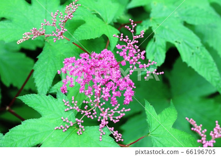 Kyoganoko (Kyoukako) has begun to bloom again this year! Kyoganoko (Kyoukako) has begun to bloom again this year! 66196705