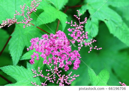 Kyoganoko (Kyoukako) has begun to bloom again this year! Kyoganoko (Kyoukako) has begun to bloom again this year! 66196706