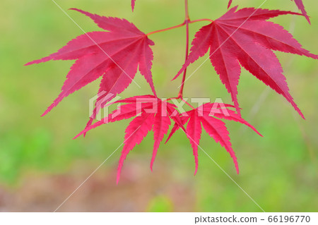 Nomura Momiji which has been changing colors since spring Nomura Momiji which has been changing colors since spring 66196770