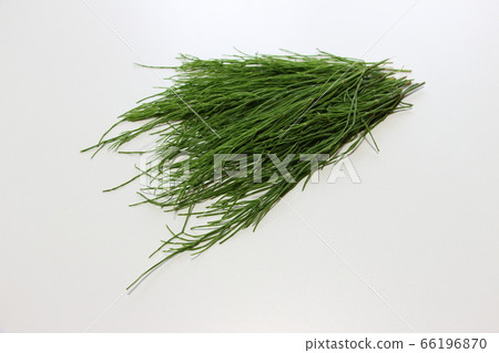 Horsetail 66196870
