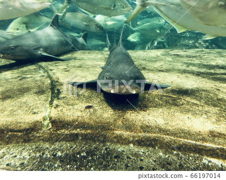 Encounter with a shark Encounter with a shark 66197014