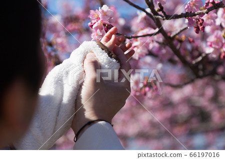 Sakura and parent and child 66197016