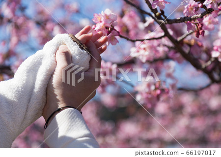 Sakura and parent and child 66197017