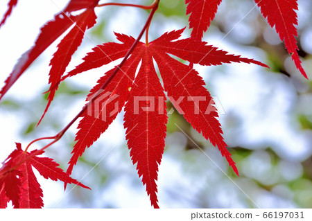 自春天以來一直在變色的野村元治 66197031