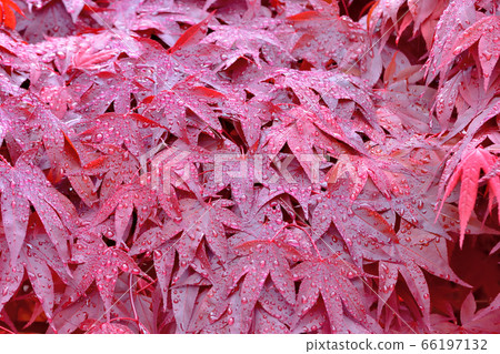 自春天以來一直在變色的野村元治 66197132