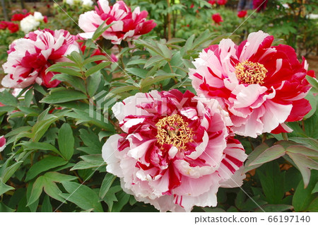 Button blooming in Sukagawa Peony Garden Button blooming in Sukagawa Peony Garden 66197140
