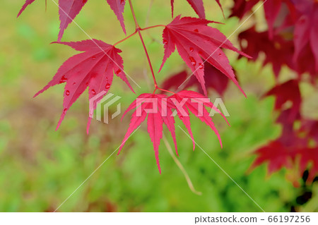 自春天以來一直在變色的野村元治 自春天以來一直在變色的野村元治 66197256