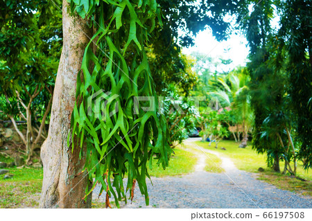 Unusual fern tree. Strange plants close up Unusual fern tree. Strange plants close up 66197508