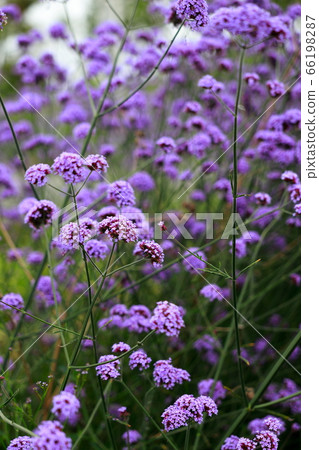 Yanagi Hanagasa Yanagi Hanagasa 66198287