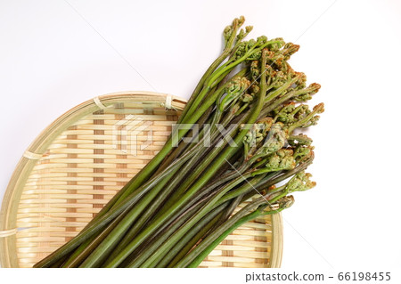 蕨菜Warabi野生蔬菜Sansai 66198455