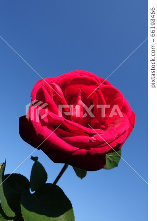 Roses Roses roses 66198466