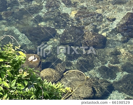 Clear stream and turtle 66198529