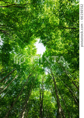 春天新鮮綠色山毛櫸森林 66198582
