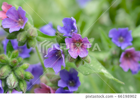 Purmonaria Saccharata Mrs. Moon 66198902