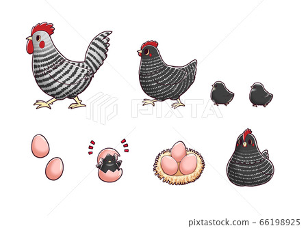 Chicken (Yokohama Plymouth Rock) [Set] 66198925