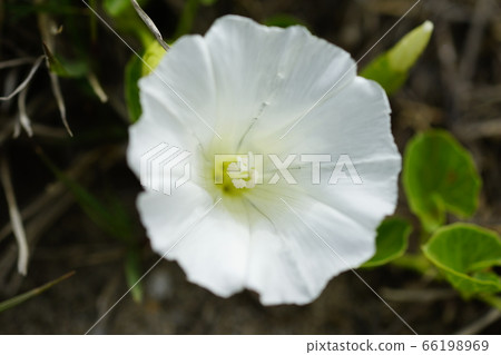 Beach beach face 66198969