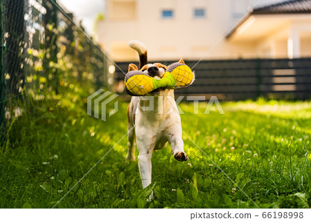 Tricolor beagle dog fetching a riped toy and 66198998