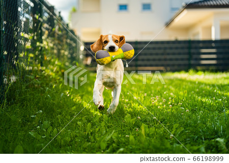 Tricolor beagle dog fetching a riped toy and 66198999
