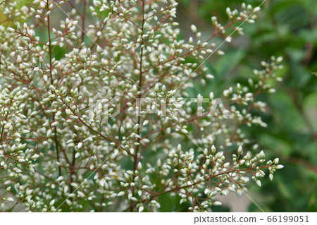 Nanten flowers and buds 66199051