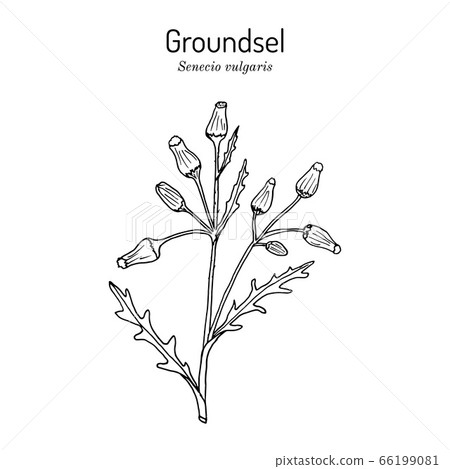 Groundsel Senecio vulgaris , medicinal plant 66199081