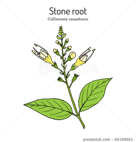 Stone root collinsonia canadensis , medicinal plant 66199083