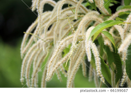 板栗花 66199087