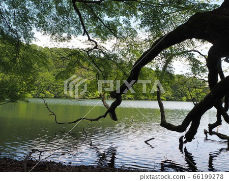 Dead tree branch over a pond in the mountains Dead tree branch over a pond in the mountains 66199278