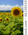 sunflower	 66199339