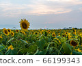 sunflower	 66199343