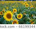 sunflower	 66199344