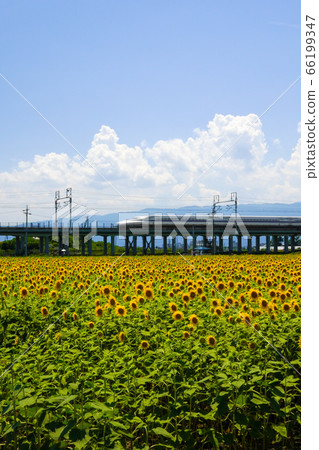 sunflower sunflower 66199347