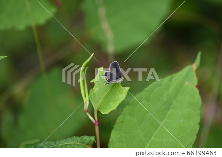 Female of Swallowfish 66199463